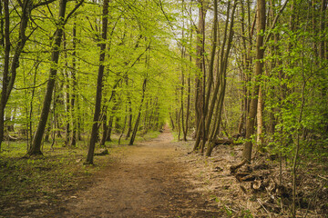 Beautiful forest road and deciduous forest in spring in Poland.