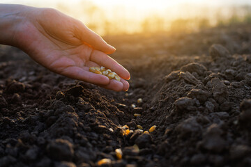 A hand gently sows golden seeds into fertile, dark soil under a warm, hazy sunlight, symbolizing...