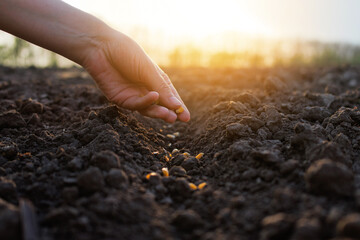 A hand gently places seeds into fertile soil at sunset. The warm light illuminates the planting...