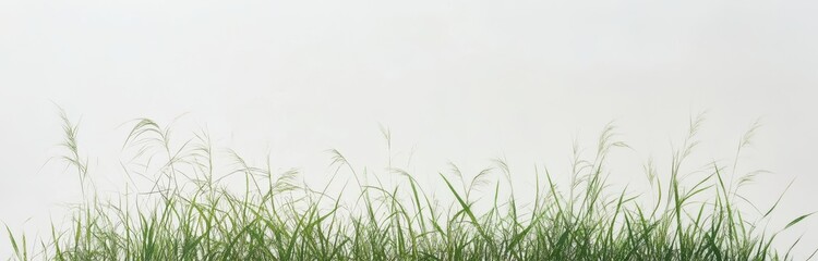 Lush green grass against a plain white background