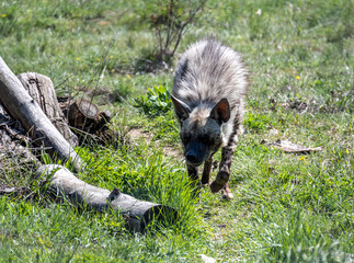 gray hyena close-up in natural conditions on a sunny spring day