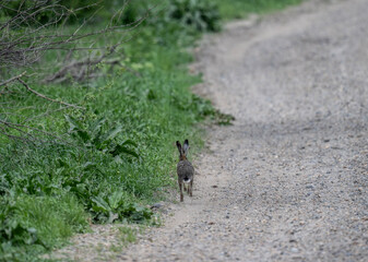 gray hare close-up on a sunny spring day
