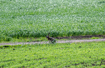 gray hare close-up on a sunny spring day