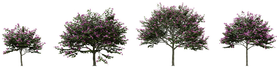 Bauhinia blakeana &ndash; 3D Rendered Orchid Tree PNG Set with Transparent Background