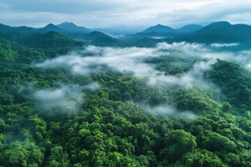 Majestic aerial view of lush jungle shrouded in misty clouds at dawn
