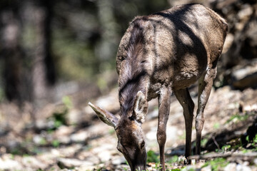 grey roe deer in the forest eating young grass on a sunny spring day