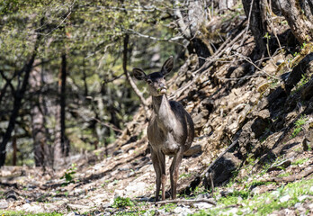 grey roe deer in the forest eating young grass on a sunny spring day