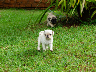 Cute pug puppies playing in the garden.