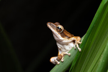 green tree frog on a leaf