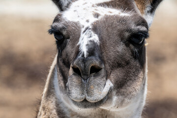 Obraz premium llama close up on a sunny spring day