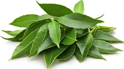 Obraz premium Vibrant Green Tea Leaves Closeup Photography