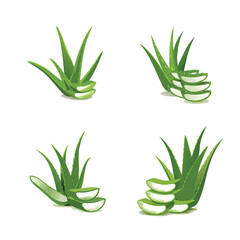 4 set aloe vera plant isolated  