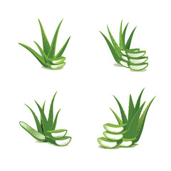 aloe vera plant isolated on white background