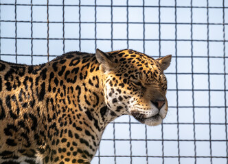 a beautiful adult leopard is awake on a sunny spring day