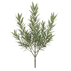 Fototapeta premium green tree isolated on white background