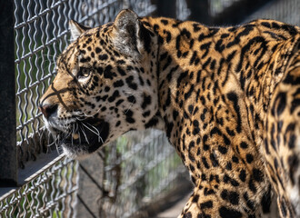 a beautiful adult leopard is awake on a sunny spring day