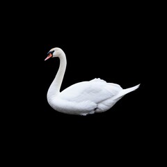 Obraz premium Elegant White Swan Isolated Against a Dark Background Showcasing Grace and Beauty in Nature