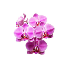 purple orchid flower png