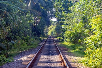 Railway tracks leading into dense green vegetation surrounded by tropical trees no people visible © Aquarius