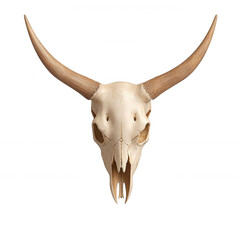 Fototapeta premium Bull skull with prominent horns on a white isolated background, symbolizing strength and resilience in various cultures.