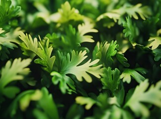 Obraz premium Close up of fresh green curly.