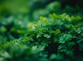 Close up of fresh green curly."Parsley" plant background. High resolution, sharp focus, high detail. depth of field. professional color grading.generative ai