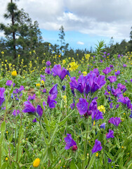 Echium plantagineum commonly known as Purple Viper's Bugloss or Paterson's Curse blue purple flowers in Arafo,Tenerife,Canary Islands,Spain.Spring season concept.