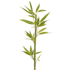Fototapeta premium Fresh green bamboo plant with slender stems and vibrant leaves, ideal for gardening, decoration, or nature-themed projects, isolated on a white background.