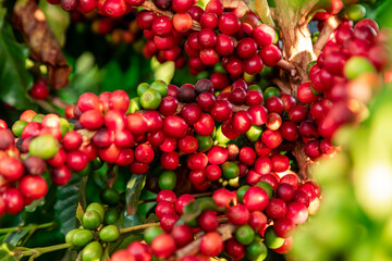 Closeup of coffee fruit in coffee farm and plantations in Brazil