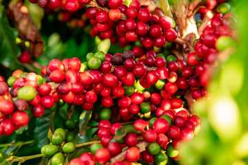Closeup of coffee fruit in coffee farm and plantations in Brazil