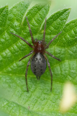 Naklejka premium Vertical closeup on a dark colored Labyrinth spider, Agelena labyrinthica