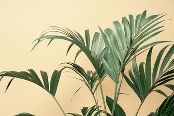 Fototapeta premium Elegant palm fronds against a pale peach backdrop.