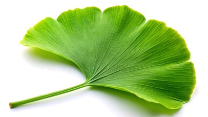 Fototapeta premium Beautiful ginkgo green leaf isolated on white background