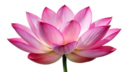 Beautiful pink lotus flower isolated on white background