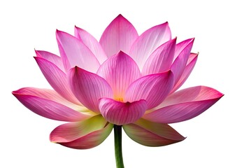 Beautiful pink lotus flower isolated on white background