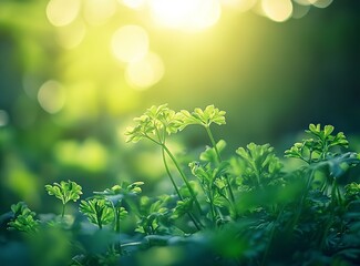 Close up of fresh green curly television parsley plant in garden, macro photography with shallow depth field. The background is blurred and bokeh to highlight the subject. generative ai