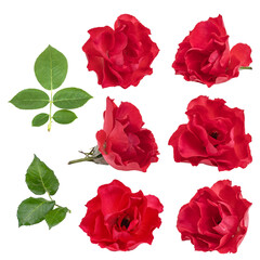 Fresh red rose isolated on white background