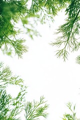 Fototapeta premium Fresh Dill Herb Growing Upward Against White Sky Background Close Up View Lush Green Leaves and Stems