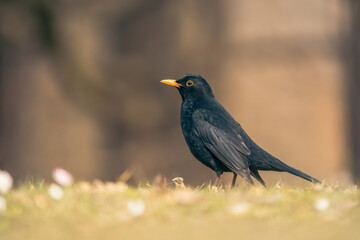 blackbird on the ground