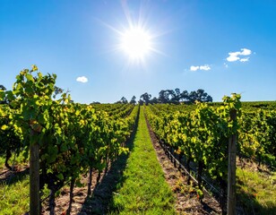 Naklejka premium Sunlit Vineyard Rows In Summer