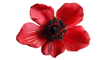 a red flower with a black center on a white background