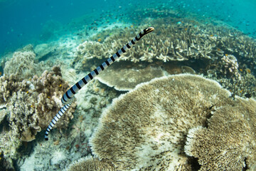 A Banded sea snake, Laticauda colubrina, swims towards the surface above a coral reef to breathe. These venomous snakes are well adapted to hold their breath and hunt small fish on shallow reefs.