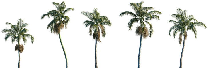 Set of Bentinckia nicobarica and Archontophoenix cunninghamiana frontal palms set isolated png on a transparent background perfectly cutout © Viktoria