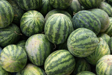 Many big sweet green watermelons.