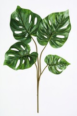 Obraz premium Studio shot of a monstera deliciosa plant with vibrant green leaves against a clean white background for botanical design projects