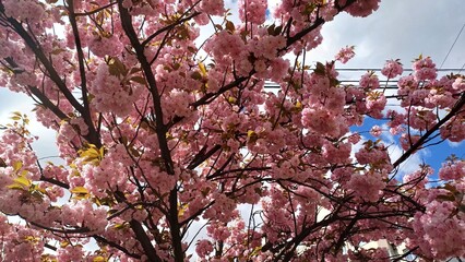 Obraz premium Cherry blossoms bloom vibrantly under the blue sky in springtime garden setting