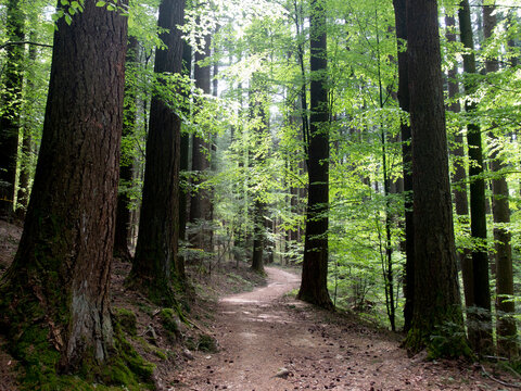 Italia, Toscana, Firenze, alberi della foresta biogenetica di Vallombrosa.