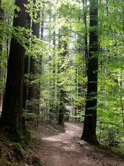 Italia, Toscana, Firenze, alberi della foresta biogenetica di Vallombrosa.