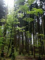 Italia, Toscana, Firenze, alberi della foresta biogenetica di Vallombrosa.