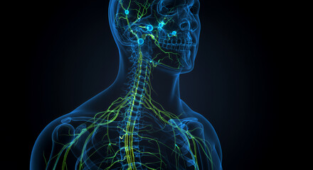 Glowing Neon Blue and Green 3D Human Nervous System Detailed Visualization